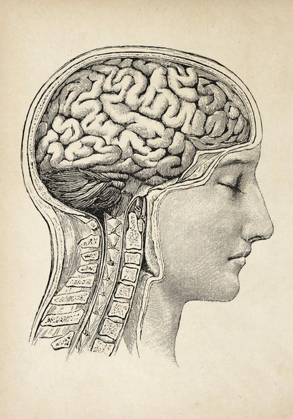 Pósteres de anatomía vintage "Cabeza" Juego de 3 impresiones