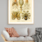 Ernst Haeckel Wall Art - Gamochonia by Ernst Haeckel Poster