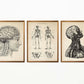 Vintage Anatomy Posters "Head" Set of 3 Prints