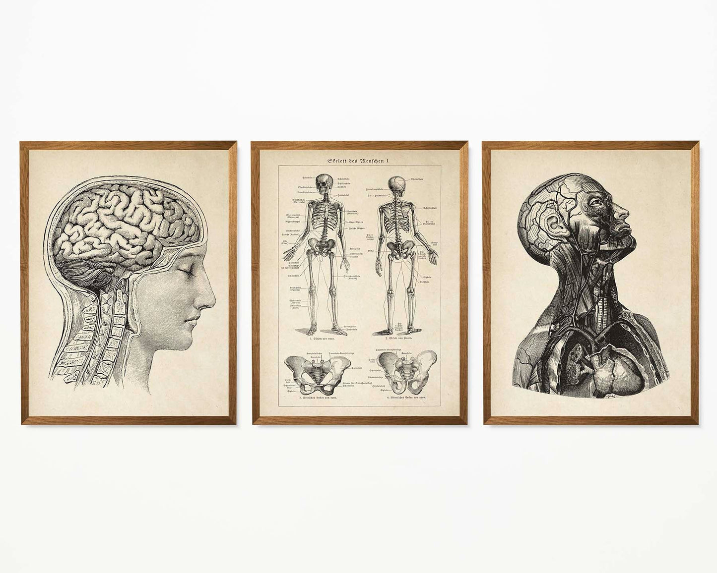 Vintage Anatomy Posters "Head" Set of 3 Prints