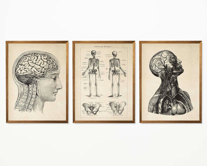 Pósteres de anatomía vintage "Cabeza" Juego de 3 impresiones