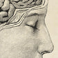 Vintage Anatomy Posters "Head" Set of 3 Prints