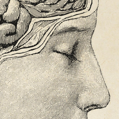 Pósteres de anatomía vintage "Cabeza" Juego de 3 impresiones