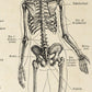 Vintage Anatomy Posters "Head" Set of 3 Prints