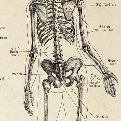 Pósteres de anatomía vintage "Cabeza" Juego de 3 impresiones