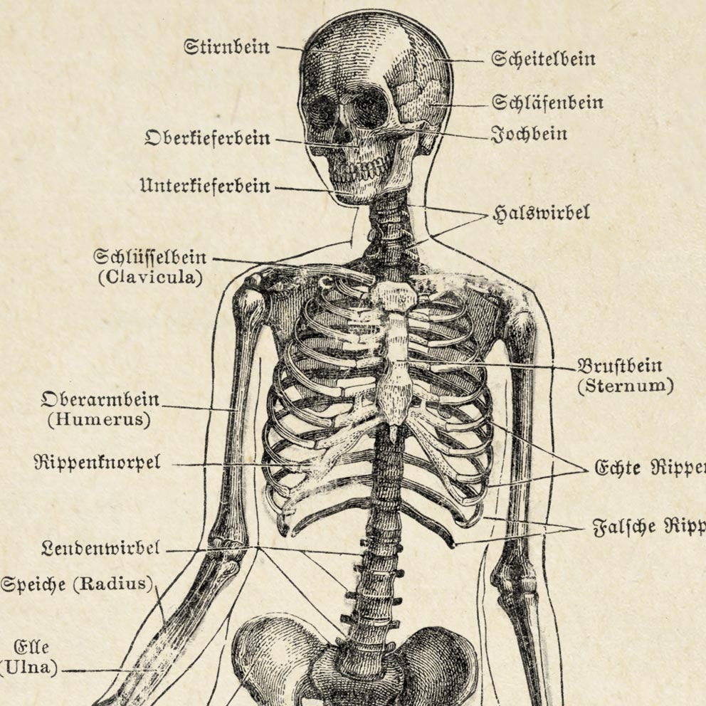 Vintage Anatomy Posters "Head" Set of 3 Prints