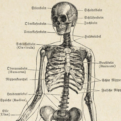 Pósteres de anatomía vintage "Cabeza" Juego de 3 impresiones