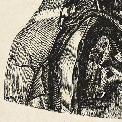 Pósteres de anatomía vintage "Cabeza" Juego de 3 impresiones