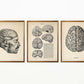 Vintage Anatomy Posters "BRAINY" Set of 3 Prints