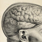 Vintage Anatomy Posters "BRAINY" Set of 3 Prints