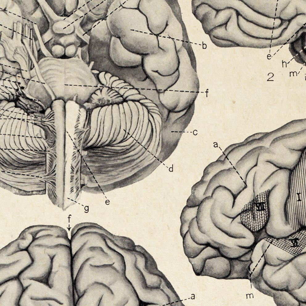 Vintage Anatomy Posters "BRAINY" Set of 3 Prints