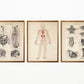 Vintage Anatomy Posters "CIRCULATION" Set of 3 Prints