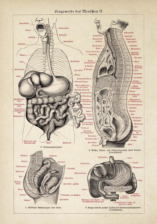 Vintage Anatomy Posters "CIRCULATION" Set of 3 Prints