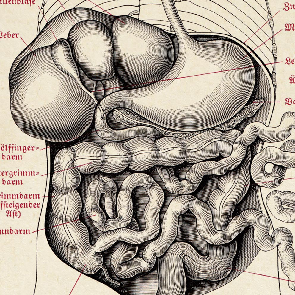 Vintage Anatomy Posters "CIRCULATION" Set of 3 Prints