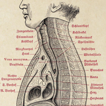 Carteles de anatomía vintage "CIRCULACIÓN" Juego de 3 impresiones