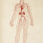 Vintage Anatomy Posters "CIRCULATION" Set of 3 Prints