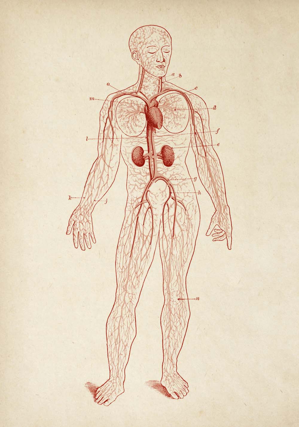 Carteles de anatomía vintage "CIRCULACIÓN" Juego de 3 impresiones