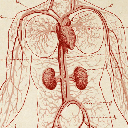 Carteles de anatomía vintage "CIRCULACIÓN" Juego de 3 impresiones