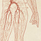 Vintage Anatomy Posters "CIRCULATION" Set of 3 Prints