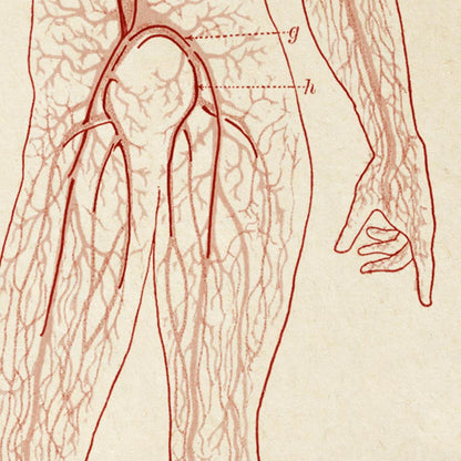 Carteles de anatomía vintage "CIRCULACIÓN" Juego de 3 impresiones