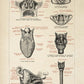 Vintage Anatomy Posters "CIRCULATION" Set of 3 Prints