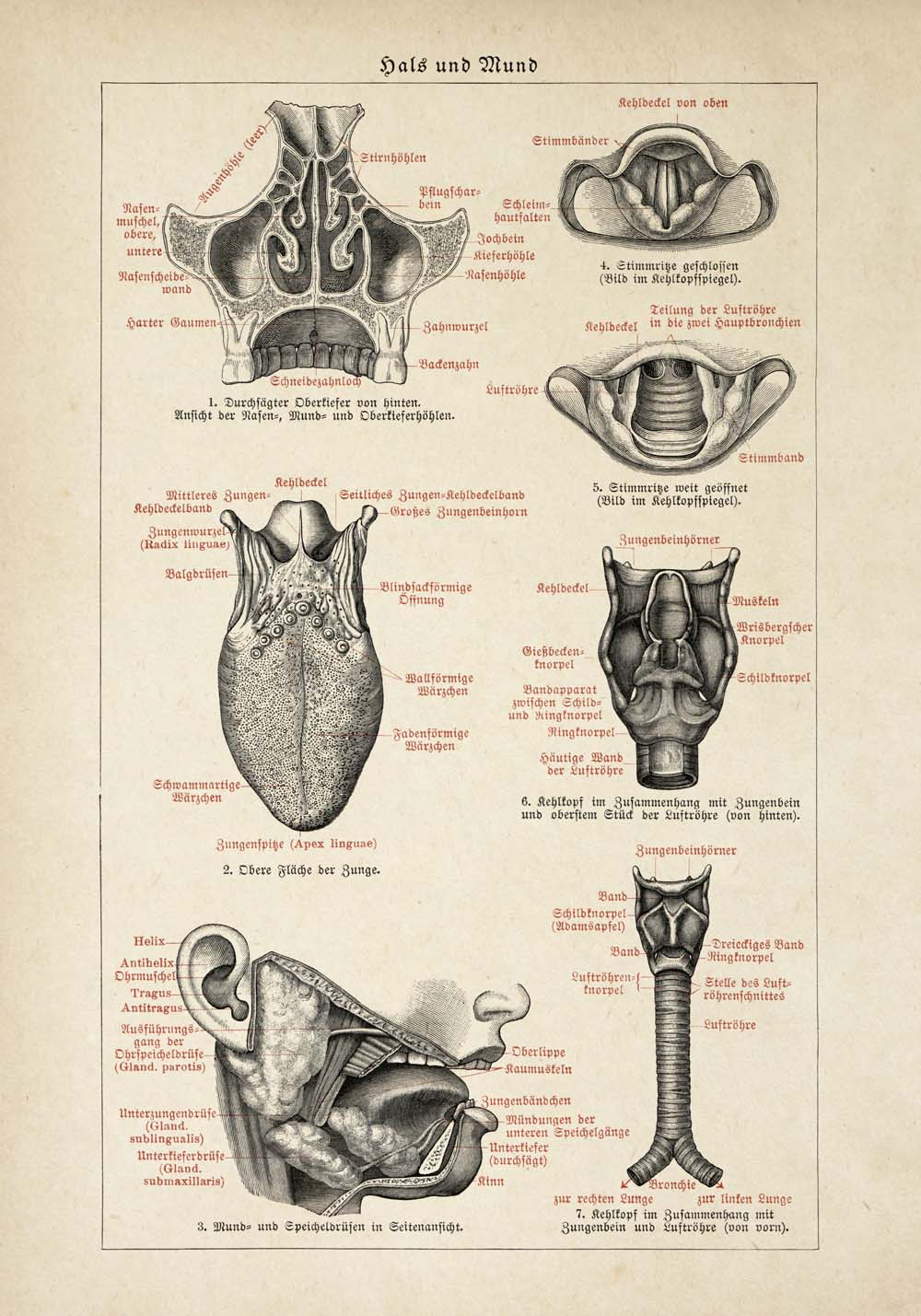 Carteles de anatomía vintage "CIRCULACIÓN" Juego de 3 impresiones