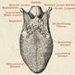 Vintage Anatomy Posters "CIRCULATION" Set of 3 Prints