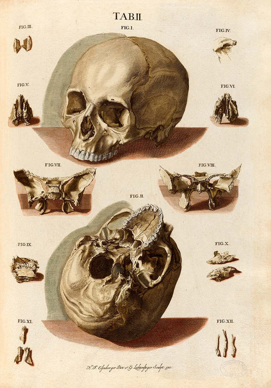 Pósteres de anatomía vintage "ESQUELETO" Juego de 3 impresiones