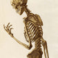 Vintage Anatomy Posters "SKELETON" Set of 3 Prints