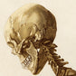 Vintage Anatomy Posters "SKELETON" Set of 3 Prints