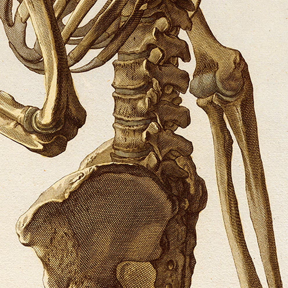 Vintage Anatomy Posters "SKELETON" Set of 3 Prints