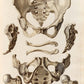 Vintage Anatomy Posters "SKELETON" Set of 3 Prints