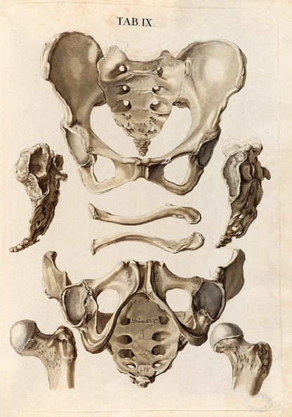 Pósteres de anatomía vintage "ESQUELETO" Juego de 3 impresiones