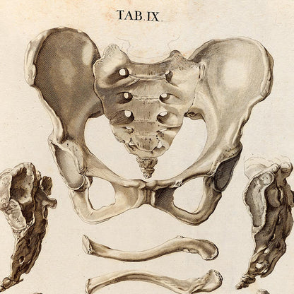 Pósteres de anatomía vintage "ESQUELETO" Juego de 3 impresiones