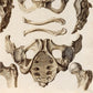 Vintage Anatomy Posters "SKELETON" Set of 3 Prints