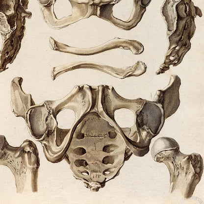 Pósteres de anatomía vintage "ESQUELETO" Juego de 3 impresiones