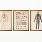 Vintage Anatomy Posters "BLOOD" Set of 3 Prints