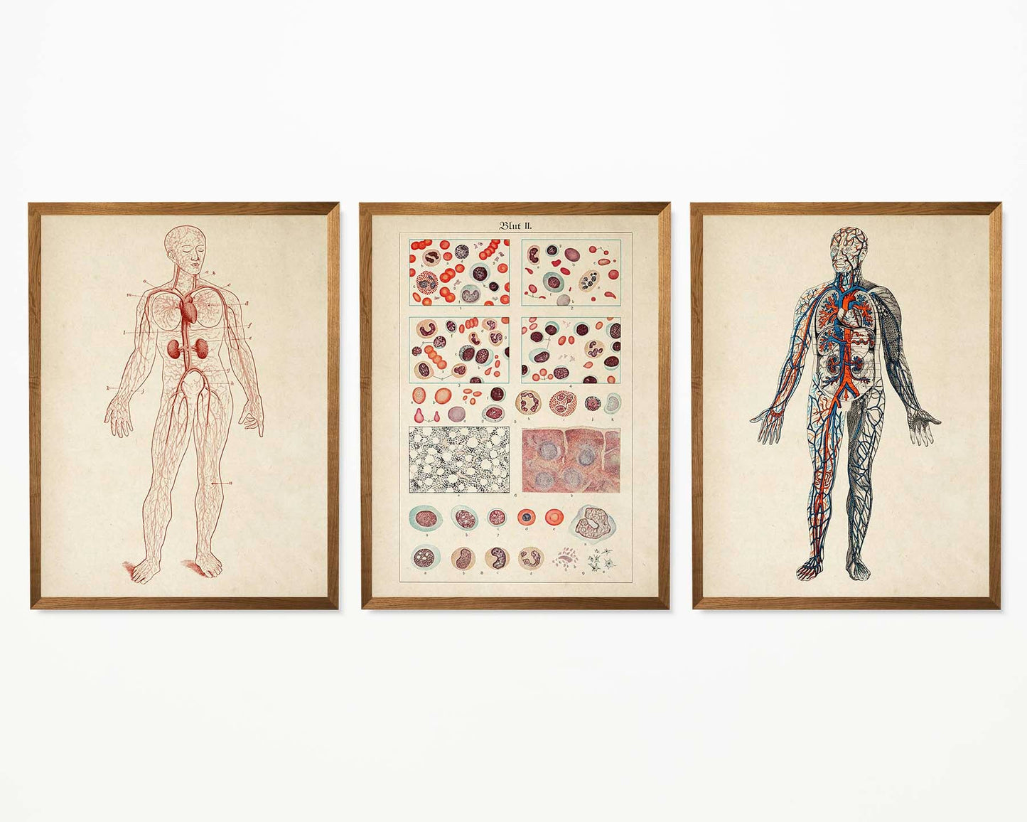 Carteles de anatomía vintage "BLOOD" Juego de 3 impresiones