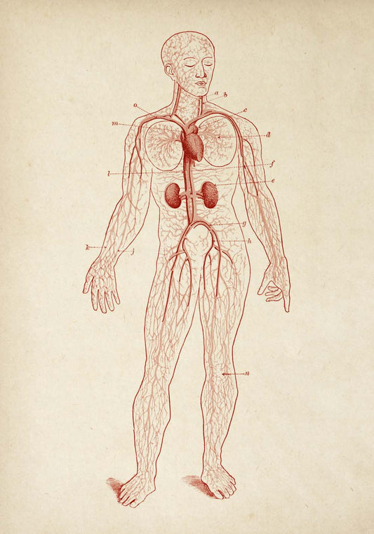 Carteles de anatomía vintage "BLOOD" Juego de 3 impresiones