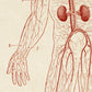 Vintage Anatomy Posters "BLOOD" Set of 3 Prints