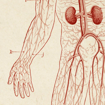 Carteles de anatomía vintage "BLOOD" Juego de 3 impresiones