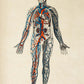 Vintage Anatomy Posters "BLOOD" Set of 3 Prints