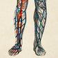 Vintage Anatomy Posters "BLOOD" Set of 3 Prints