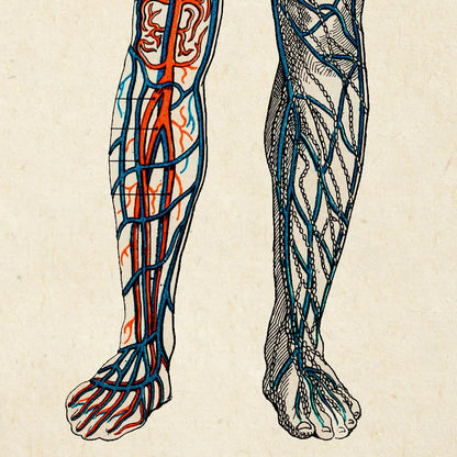 Carteles de anatomía vintage "BLOOD" Juego de 3 impresiones