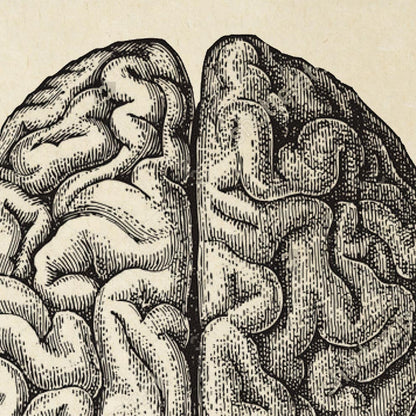 Póster de anatomía vintage "BRAINY" Juego de 2 impresiones