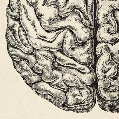 Póster de anatomía vintage "BRAINY" Juego de 2 impresiones