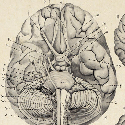 Póster de anatomía vintage "BRAINY" Juego de 2 impresiones