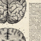 Vintage Anatomy Poster "BRAINY" Set of 2 Prints