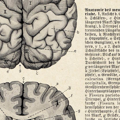 Póster de anatomía vintage "BRAINY" Juego de 2 impresiones