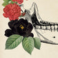 Vintage Anatomy Poster "HIPS & JAW" Set of 2 Prints